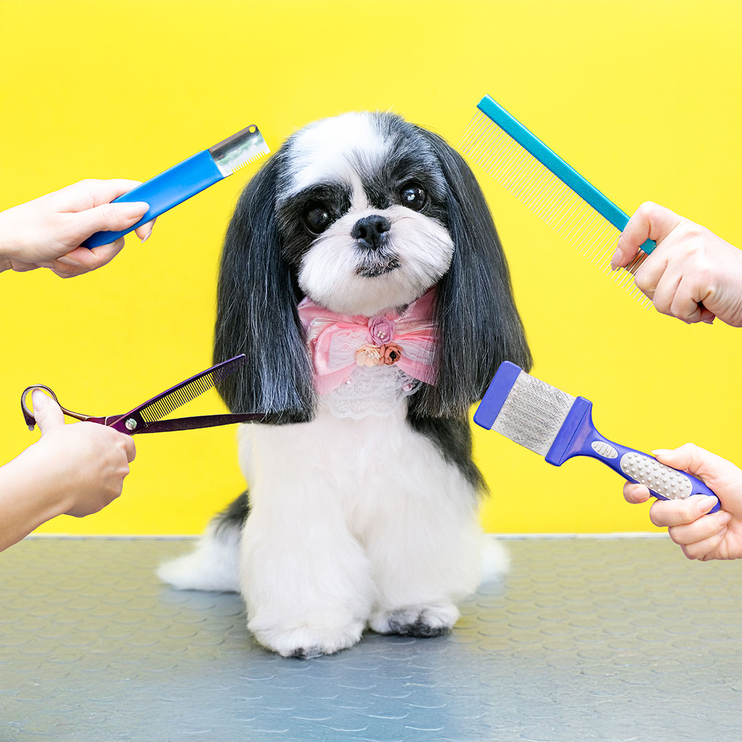 Perro en una peluquería canina siendo arreglado con diversas herramientas y un lazo rosa en su cuello.